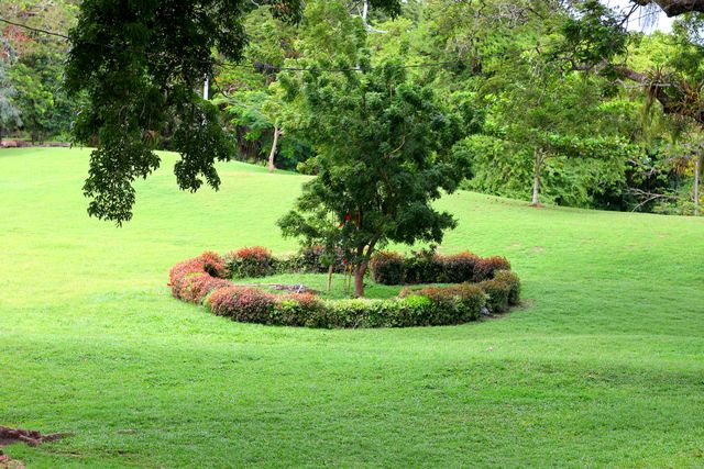 A tranquil landscape featuring a circular hedge and lush green grass, perfect for nature lovers.