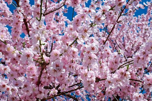japanese cherry blossom, flowers, tree, beautiful flowers, branches, blossom, cherry blossoms, bloom, pink flowers, sakura, flower wallpaper, flora, sakura tree, spring, flower background, spring season, petals, pink petals, nature, japanese cherry trees, pink, flower tree